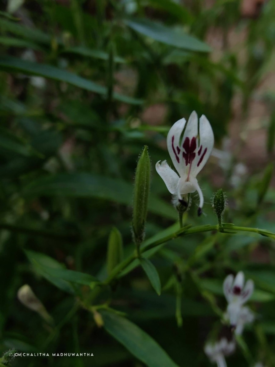 Andrographis paniculata (Burm.f.) Nees